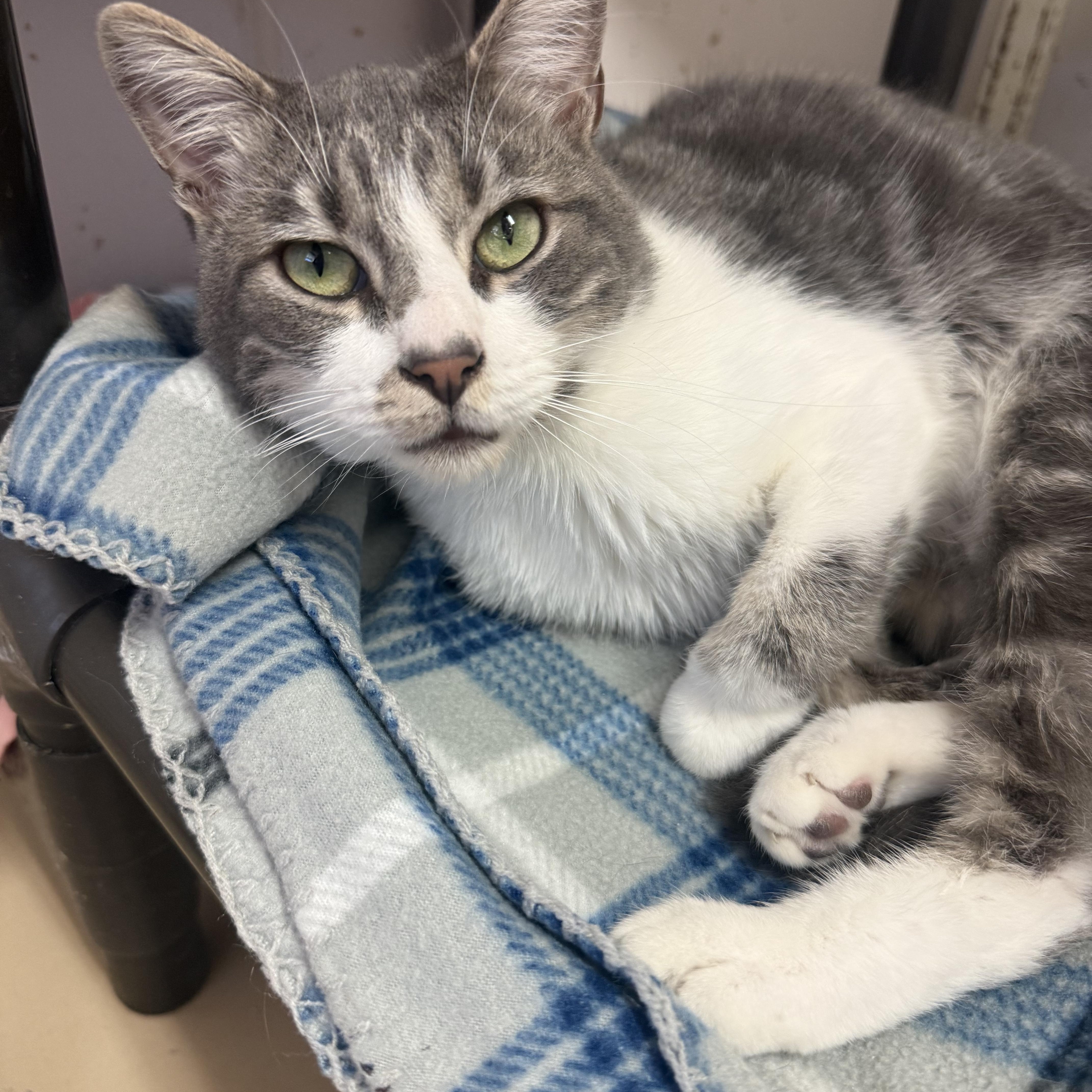 An adult medium-sized male Gray & White Domestic Short Hair cat named Alex for adoption in Joshua Tree, CA