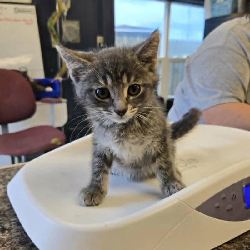 A baby medium-sized female Tabby (Gray / Blue / Silver) Domestic Short Hair cat named Cavy for adoption in Martinsville, IN