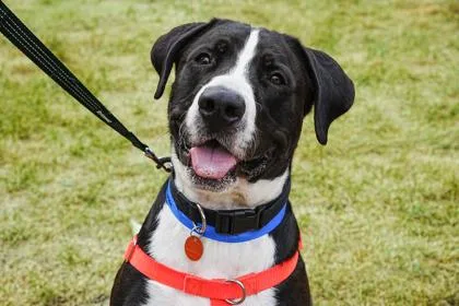 An adult extra large-sized male Great Dane dog named Verdugo for adoption in Golden Valley, MN