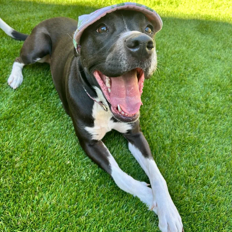 Princess Poppy thumbnail 2