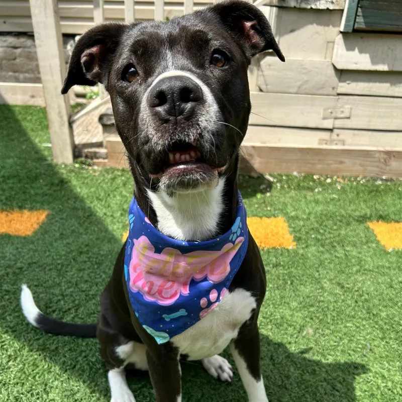 Princess Poppy thumbnail 3