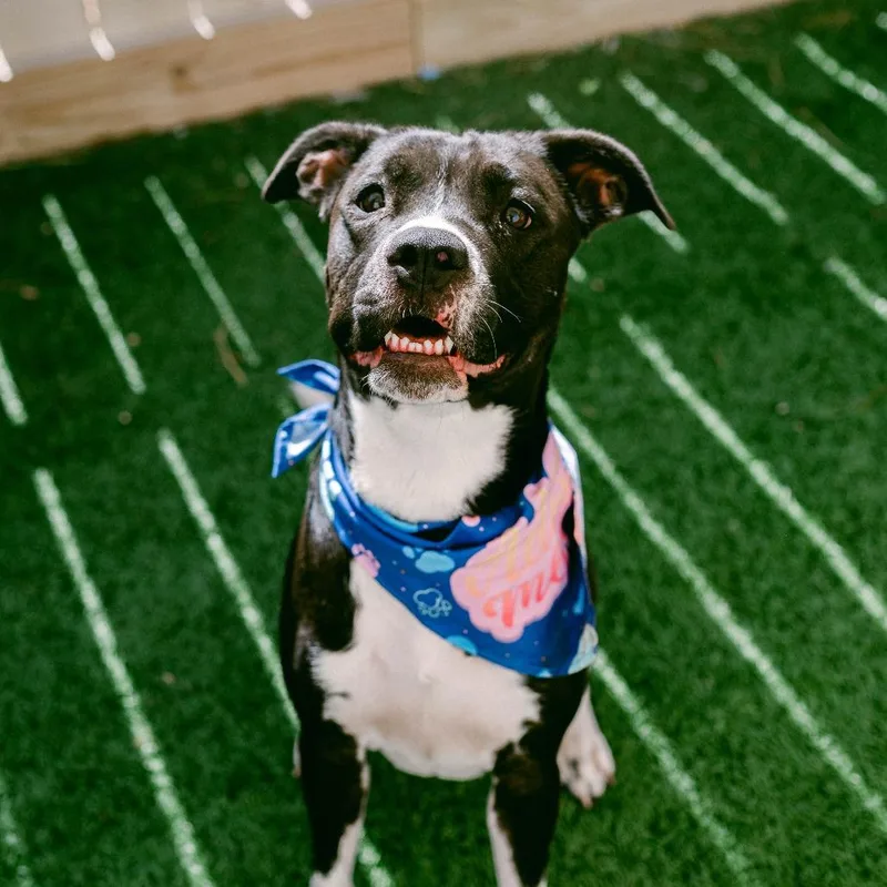 Princess Poppy thumbnail 4