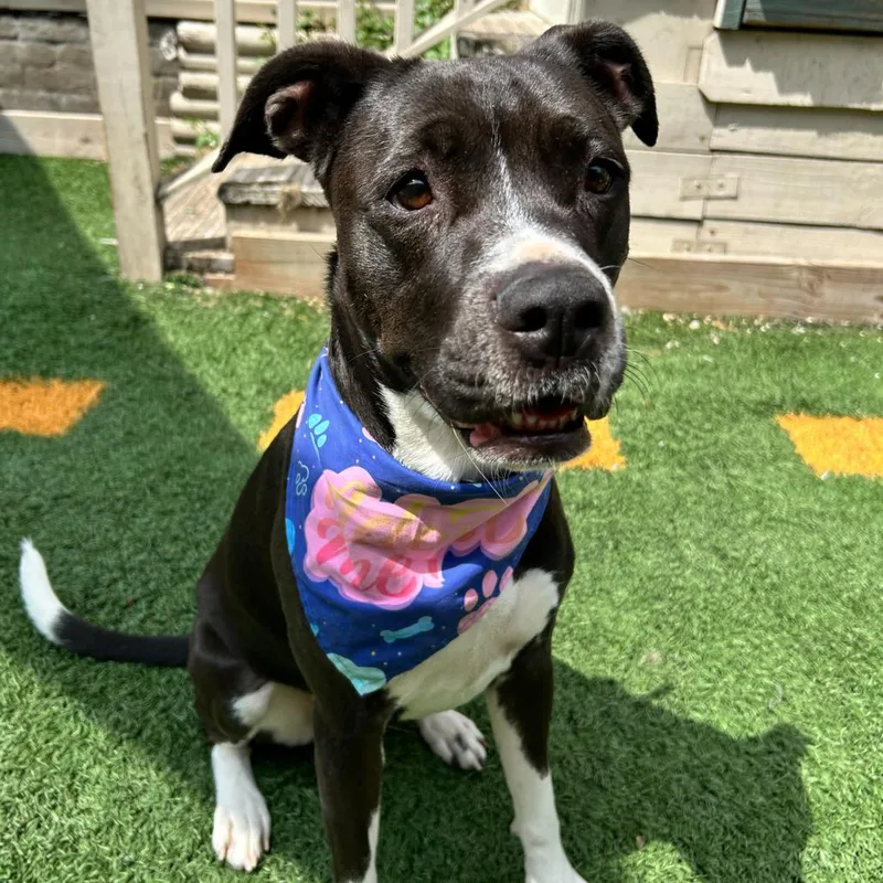 Princess Poppy thumbnail 5