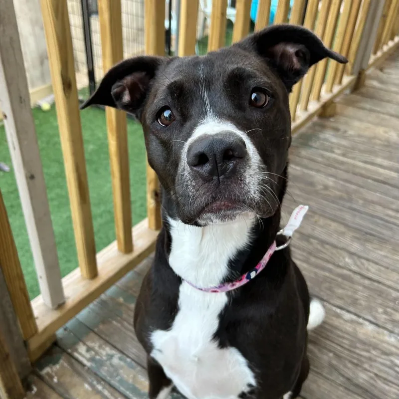 Princess Poppy thumbnail 6