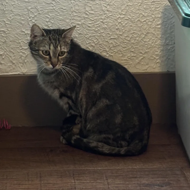 A young small-sized female Domestic Short Hair cat named Taylor for adoption in Pittsburgh, PA