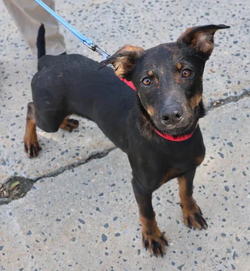 A baby medium-sized male German Shepherd Dog dog named Cedric for adoption in Harrison, NY