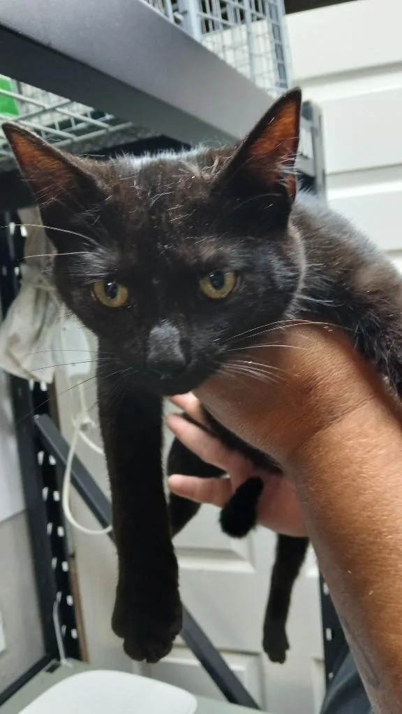 A baby medium-sized male Domestic Short Hair cat named Buckie for adoption in Shelbyville, TN