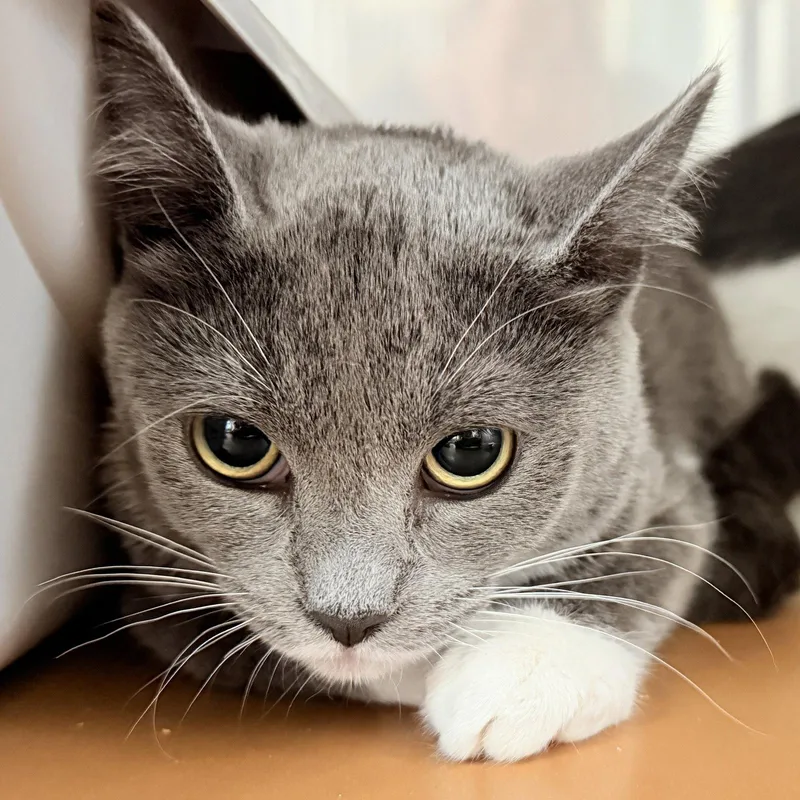 A baby medium-sized female Gray & White Domestic Short Hair cat named Jasmine for adoption in Oakland, CA