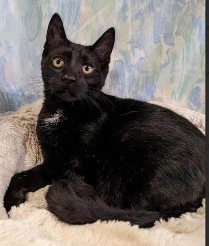 Pittston thumbnail 2