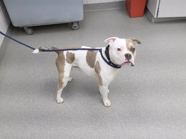A young medium-sized male English Bulldog dog named Kanobe for adoption in Omaha, NE