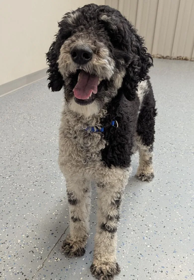 Clementine thumbnail 3