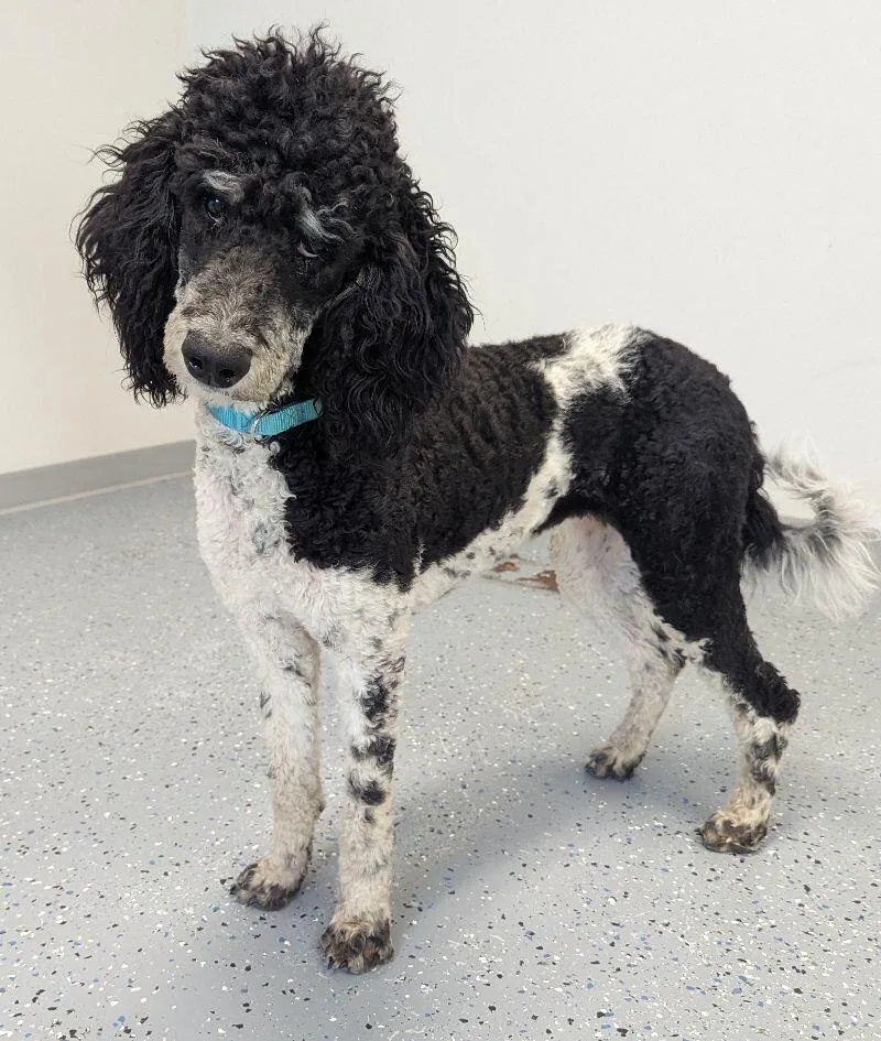 Clementine thumbnail 5