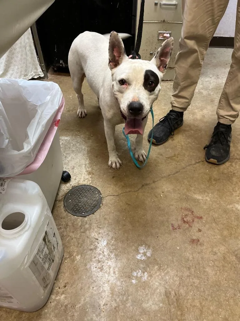 An adult medium-sized female American Staffordshire Terrier dog named Estrella for adoption in New Braunfels, TX