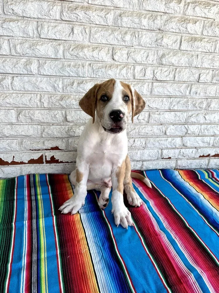 A baby large-sized male Great Dane dog named Burrito for adoption in Warr Acres, OK