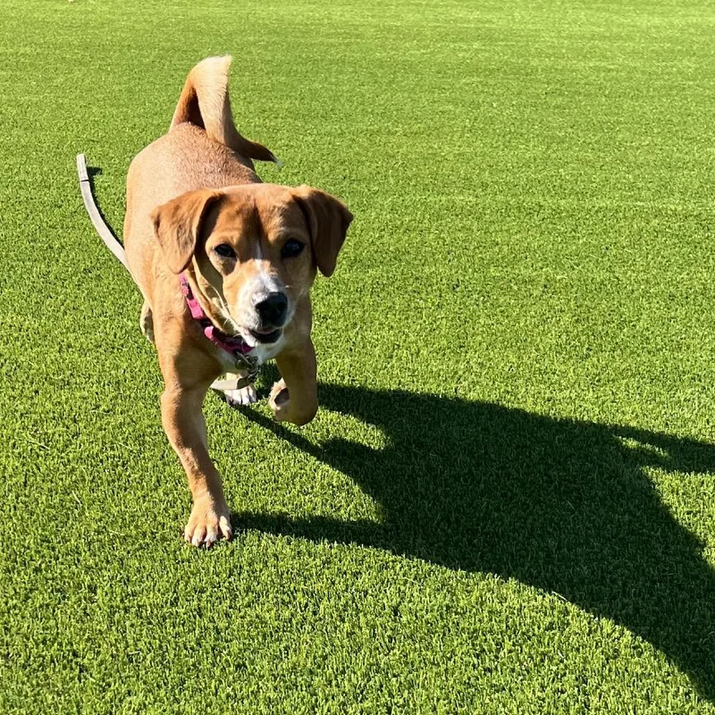 An adult small-sized female Golden Mixed Breed dog named Athena for adoption in Hampton Bays, NY
