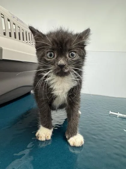 A baby small-sized male Domestic Short Hair cat named Gus for adoption in West Chester, PA