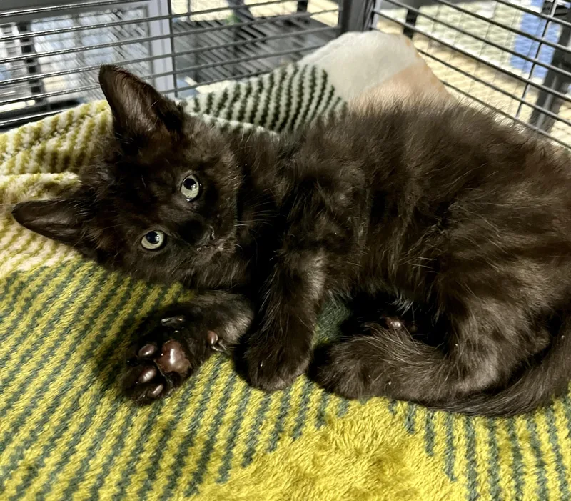 A baby medium-sized male Black Domestic Short Hair cat named Willie Winkie for adoption in Seville, OH