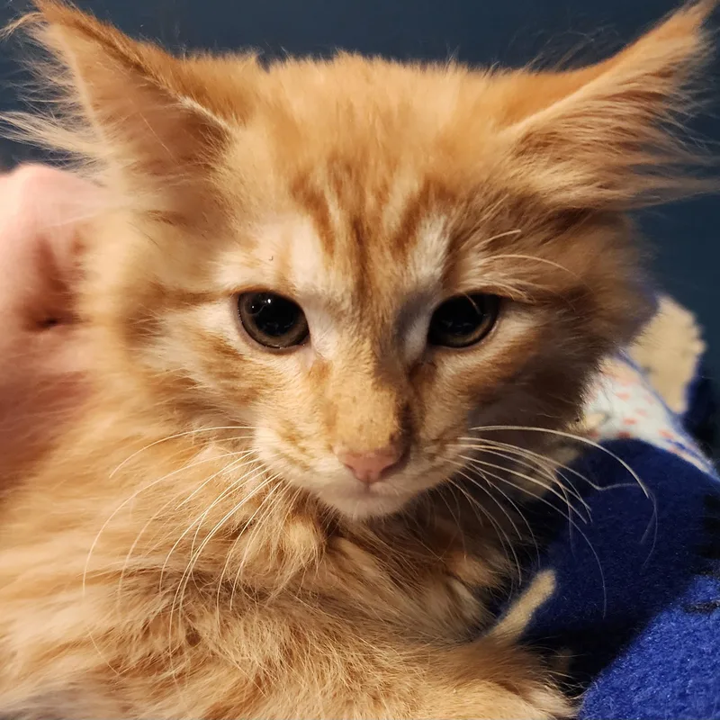 A baby medium-sized male Domestic Long Hair cat named Benedict for adoption in Ely, MN