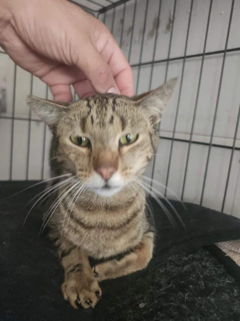 A young medium-sized male Domestic Short Hair cat named Tiger for adoption in Long Beach, CA