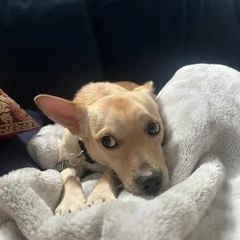 An adult small-sized male Chihuahua dog named James for adoption in Brooklyn, NY