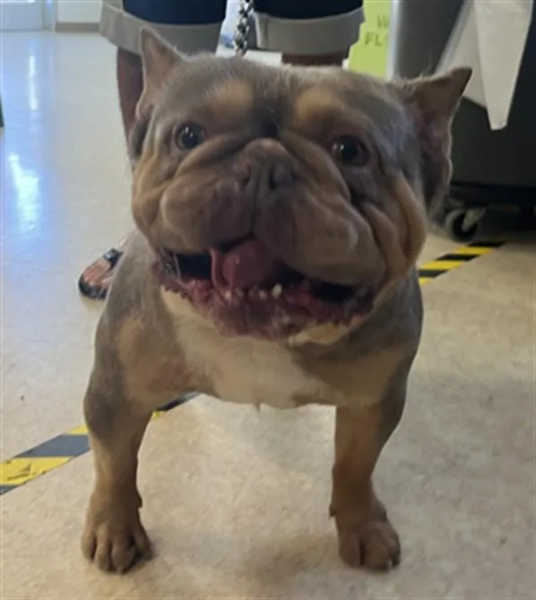 An adult large-sized male French Bulldog dog named Hercules for adoption in San Pedro, CA