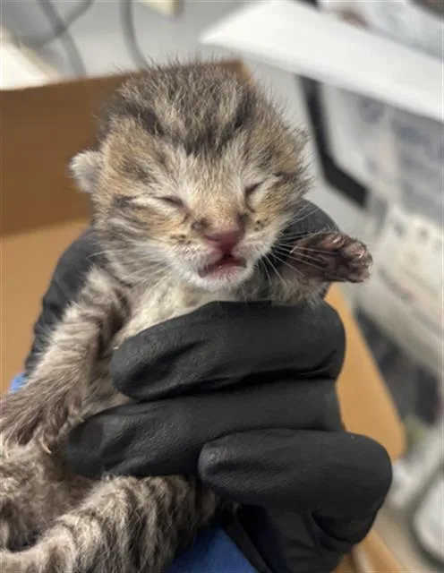 A baby medium-sized male Domestic Short Hair cat named Blake for adoption in Dallas, TX