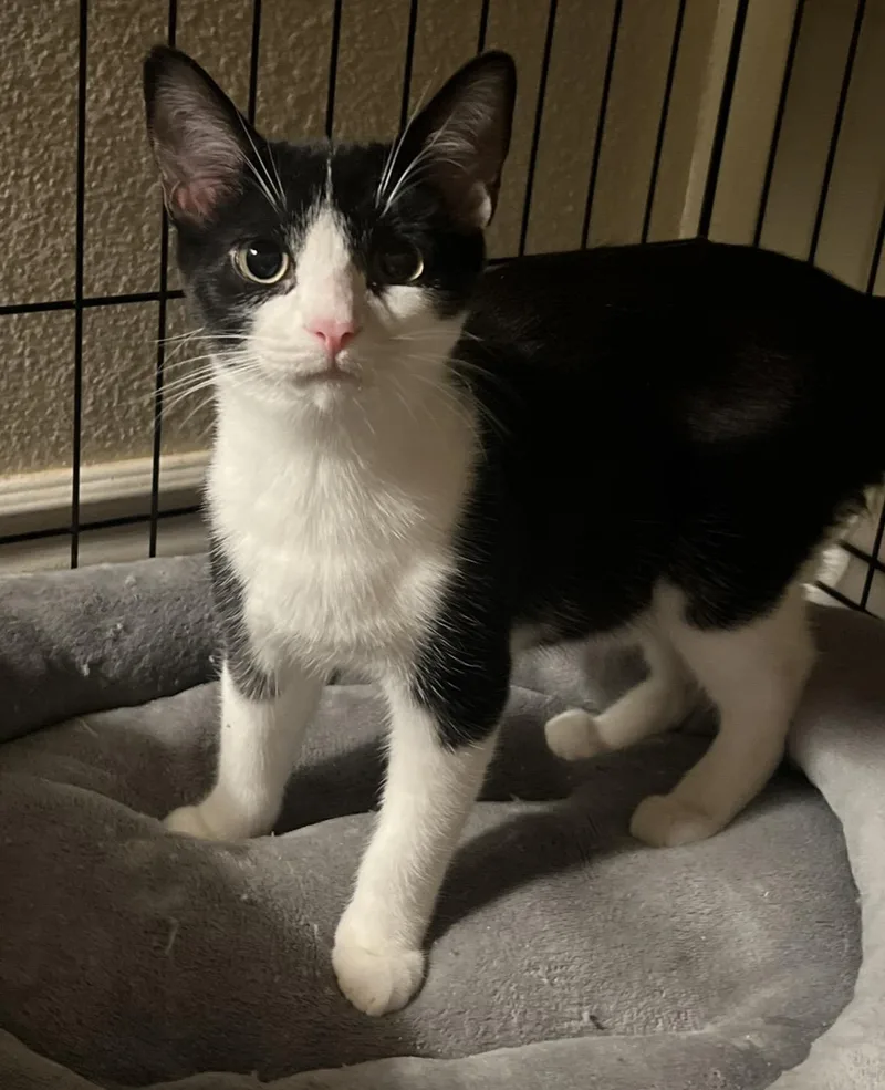 A young medium-sized male Black & White / Tuxedo Domestic Short Hair cat named Tiny And Sweetie for adoption in Huntington Beach, CA
