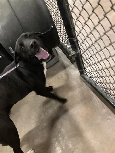 A young large-sized male Mixed Breed dog named Martin for adoption in Dallas, TX