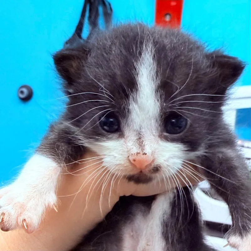 A baby small-sized male Domestic Short Hair cat named Potato for adoption in Utica, MI