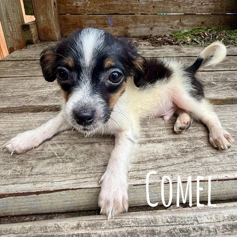 Comel thumbnail 3