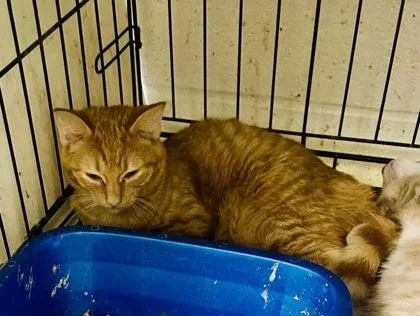 A baby medium-sized female Domestic Short Hair cat named Arlene for adoption in Anderson, IN