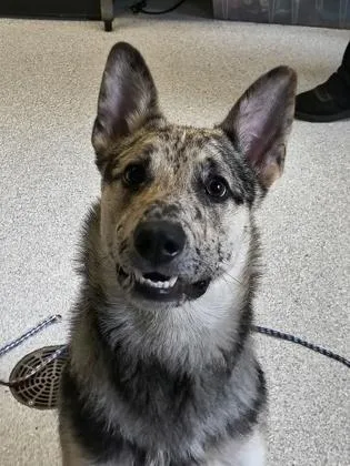 Fergus