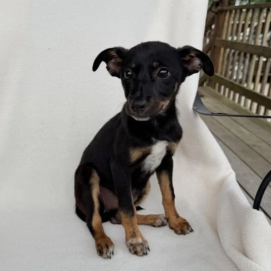 Princess Daisy thumbnail 2