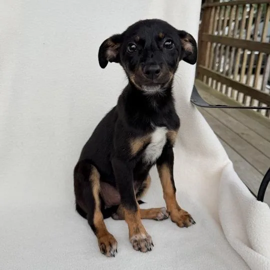 Princess Daisy thumbnail 3