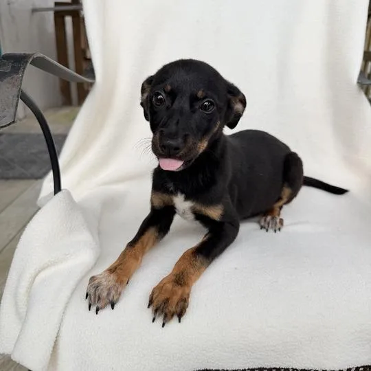 Princess Daisy thumbnail 4