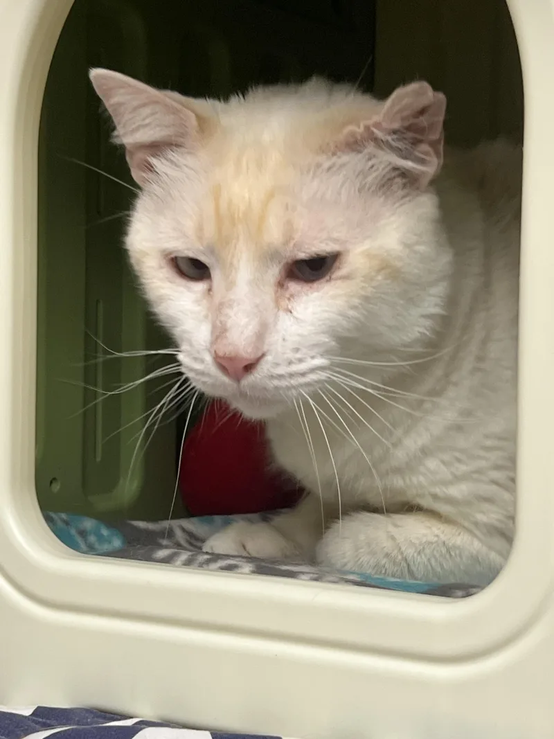 An adult extra large-sized male Domestic Short Hair cat named Nube for adoption in Burlington, VT