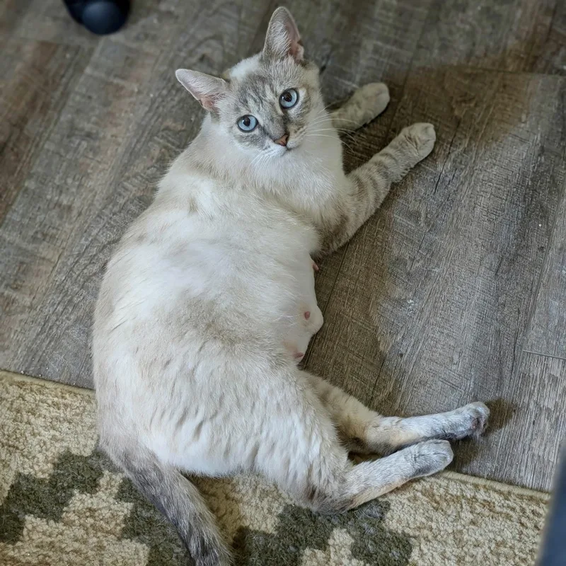 A young medium-sized female Buff / Tan / Fawn Siamese cat named Delylah for adoption in Richmond, VA