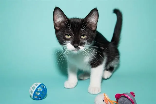 An adult small-sized female Domestic Medium Hair cat named Noodle for adoption in Santa Monica, CA