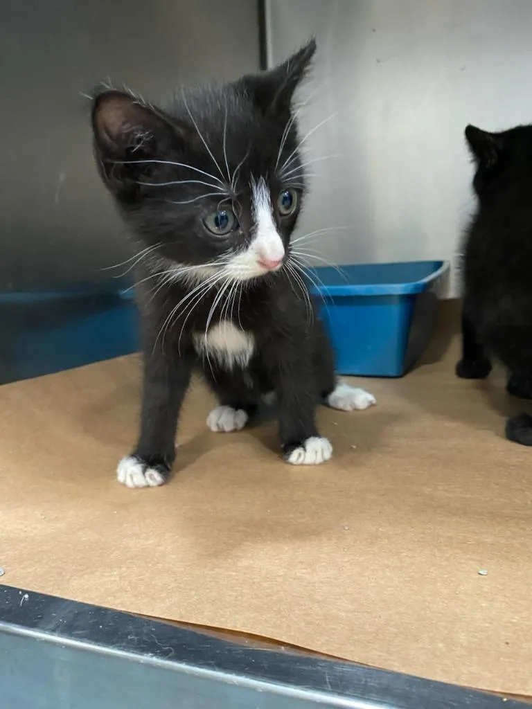 A baby large-sized male Domestic Short Hair cat named Cooper for adoption in Cartersville , GA