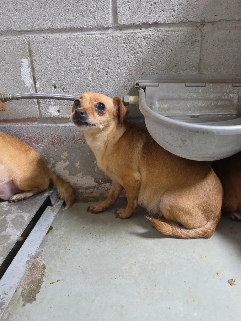 A young small-sized female Chihuahua dog named Spices for adoption in Waynesville, GA