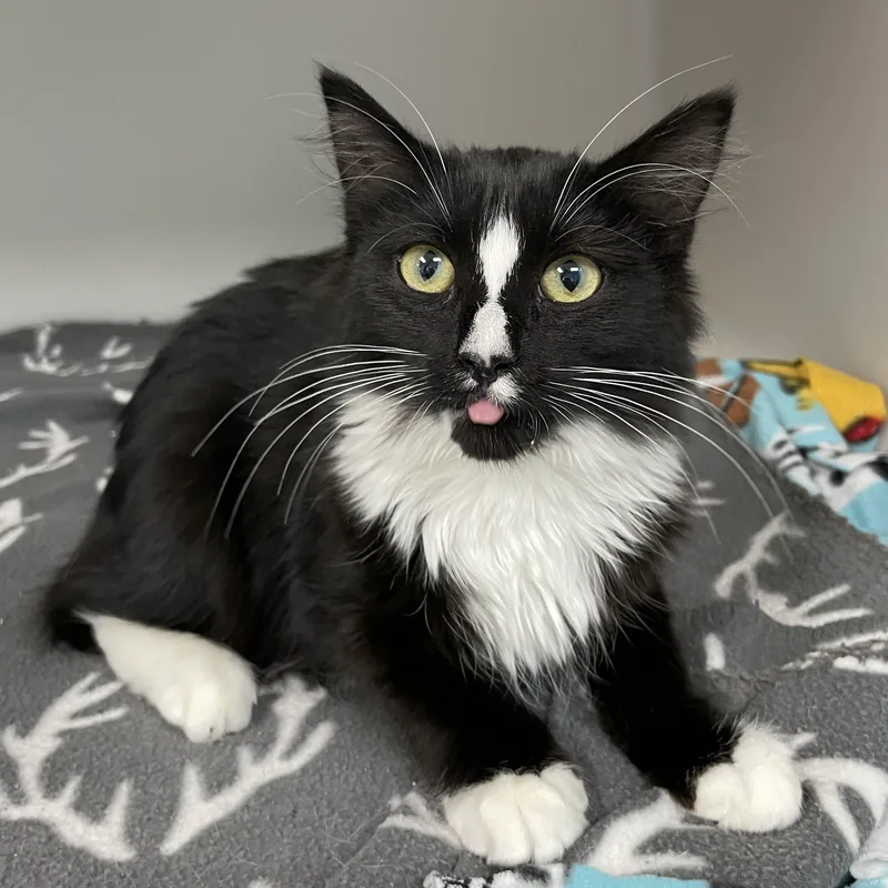 Sweet Pea thumbnail 2