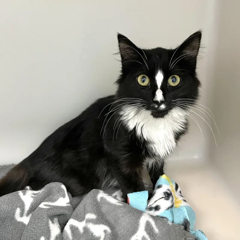 Sweet Pea thumbnail 3