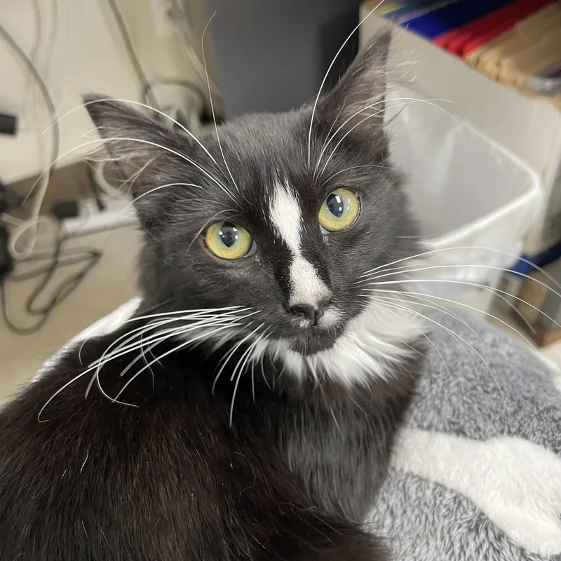 Sweet Pea thumbnail 5