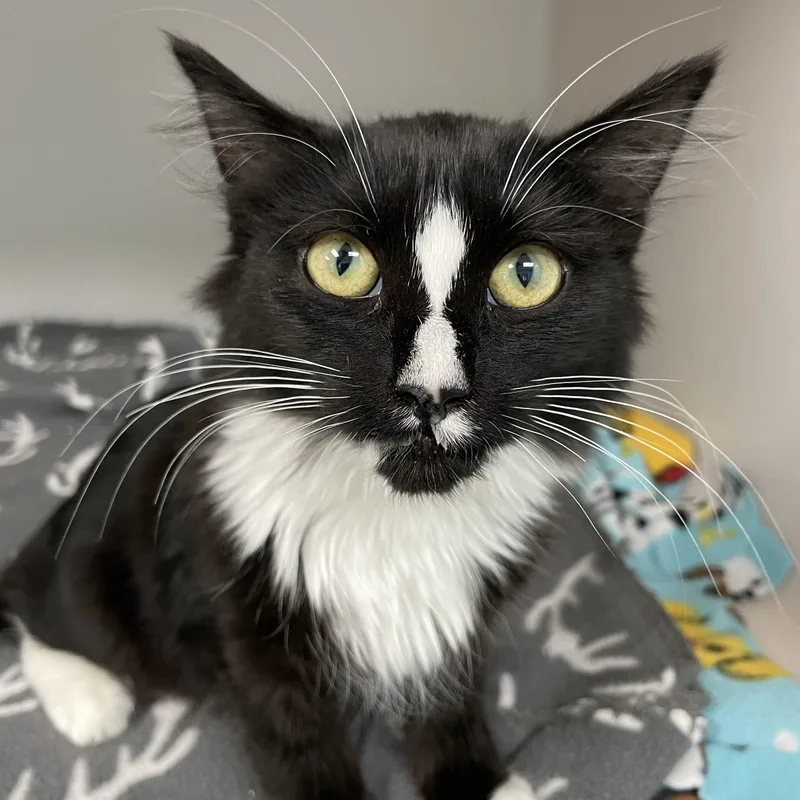 Sweet Pea thumbnail 6