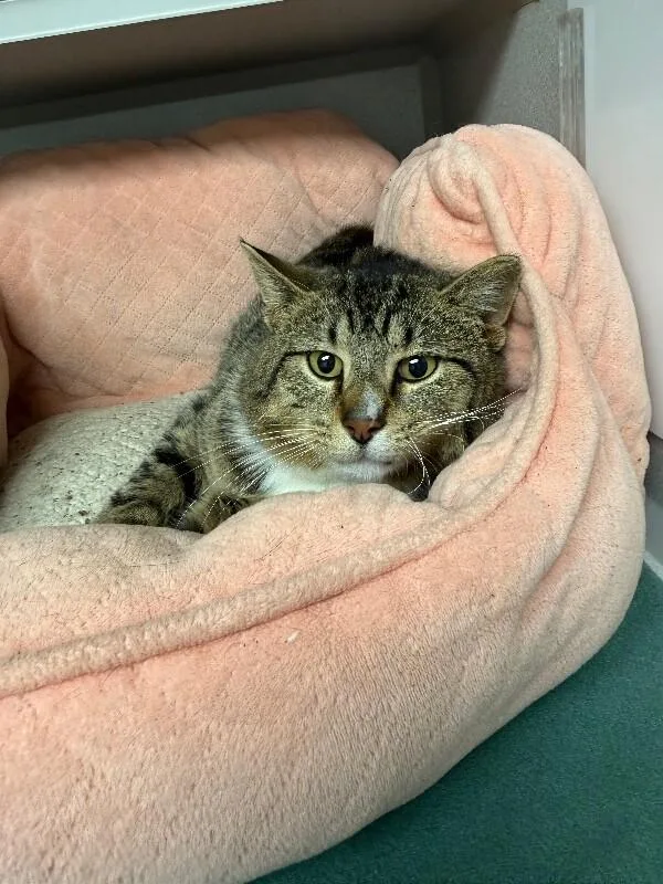 An adult medium-sized male Tabby (Brown / Chocolate) Domestic Short Hair cat named Stitch for adoption in Osseo, MI