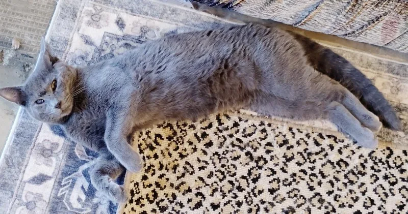 A baby large-sized male Domestic Short Hair cat named Ringo for adoption in San Jacinto, CA