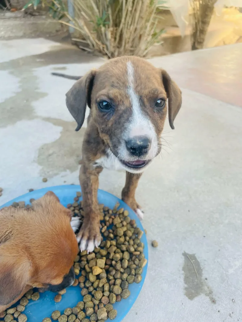 A baby small-sized female Boxer dog named Cora for adoption in santa monica, CA