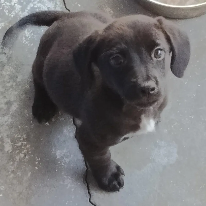 A baby small-sized male Chihuahua dog named Jeff for adoption in Franklin, NC