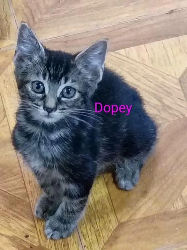 A baby small-sized male Domestic Short Hair cat named Dopey for adoption in LIberty, NY