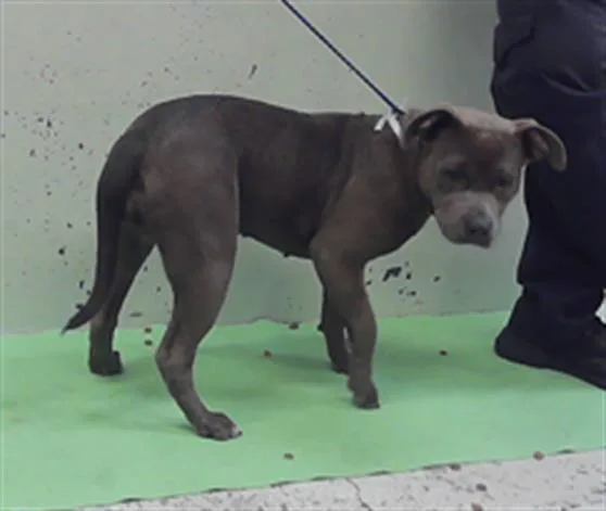 A young medium-sized female Staffordshire Bull Terrier dog named Zuri for adoption in Houston, TX